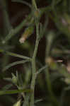 Dwarf horseweed